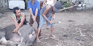 见过一次给牛绝育,我吓得差点雄风不再(组图) - 2
