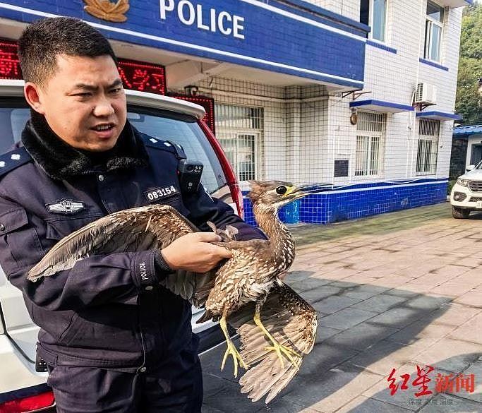 比大熊猫还稀少！村民钓鱼发现受伤鸟，被称“世界上最神秘的鸟”（组图） - 3