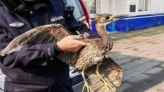 比大熊猫还稀少！村民钓鱼发现受伤鸟，被称“世界上最神秘的鸟”（组图） - 1
