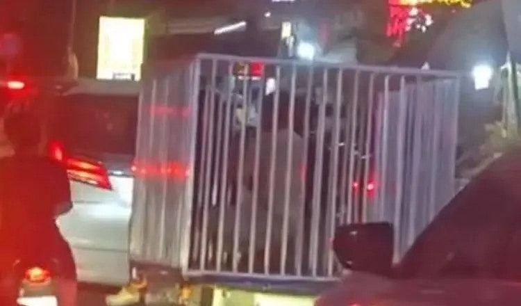 柬埔寨边境街头惊现“狗笼运活人”，被质疑卖猪仔，事主解释（组图） - 1