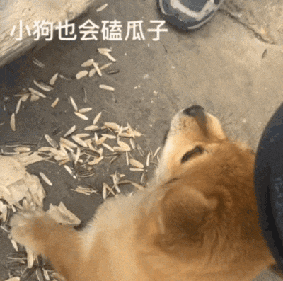 【宠物】狗子不仅能嗑瓜子，换还能剥花生皮、嚼甘蔗，毛孩子骄傲：区区雕虫小技，谁还不是资深老吃家了…（组图） - 19