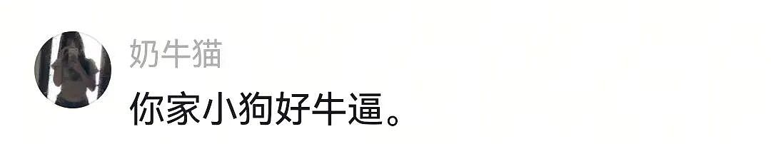【宠物】狗子不仅能嗑瓜子，换还能剥花生皮、嚼甘蔗，毛孩子骄傲：区区雕虫小技，谁还不是资深老吃家了…（组图） - 18