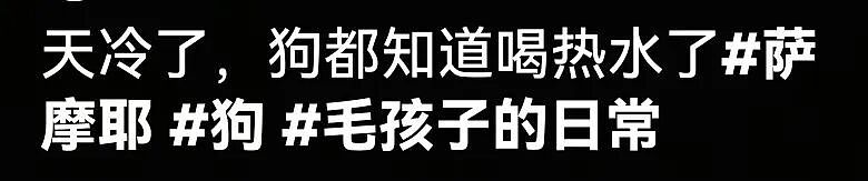 【宠物】狗子不仅能嗑瓜子，换还能剥花生皮、嚼甘蔗，毛孩子骄傲：区区雕虫小技，谁还不是资深老吃家了…（组图） - 8