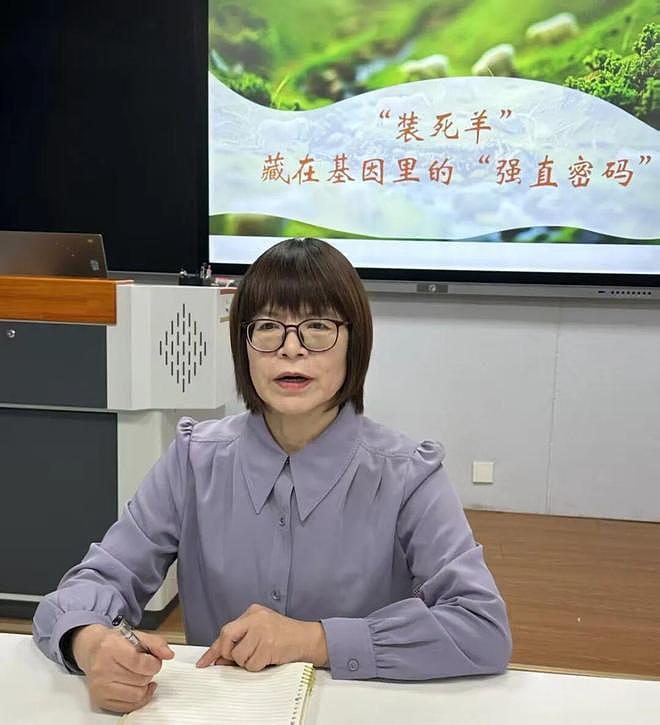 “装死”小羊身价飙至30万，专家：“装死”非“演技”在线，系因遗传缺陷，可以人工繁殖更多只（组图） - 4