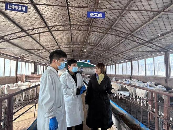 “装死”小羊身价飙至30万，专家：“装死”非“演技”在线，系因遗传缺陷，可以人工繁殖更多只（组图） - 7