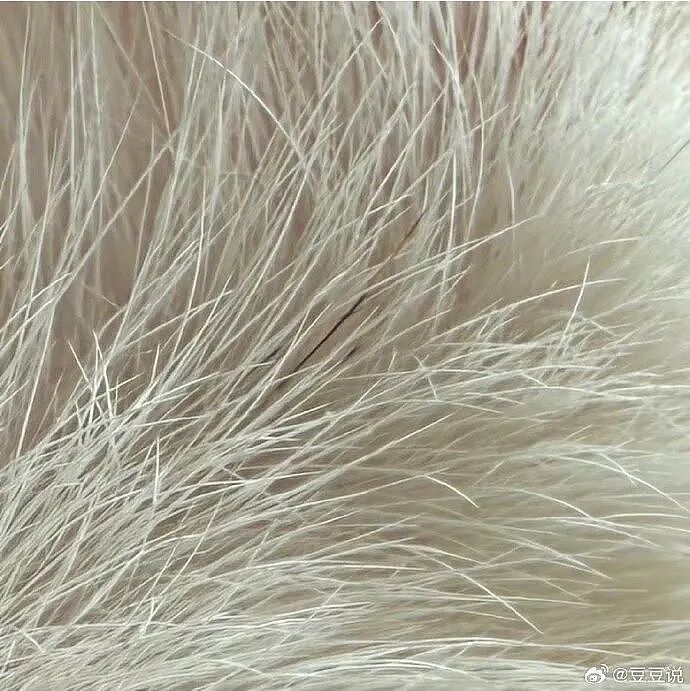 【爆笑】男朋友花7000送我一头猪玩具？网友：哈哈哈哈出乎意料（组图） - 10