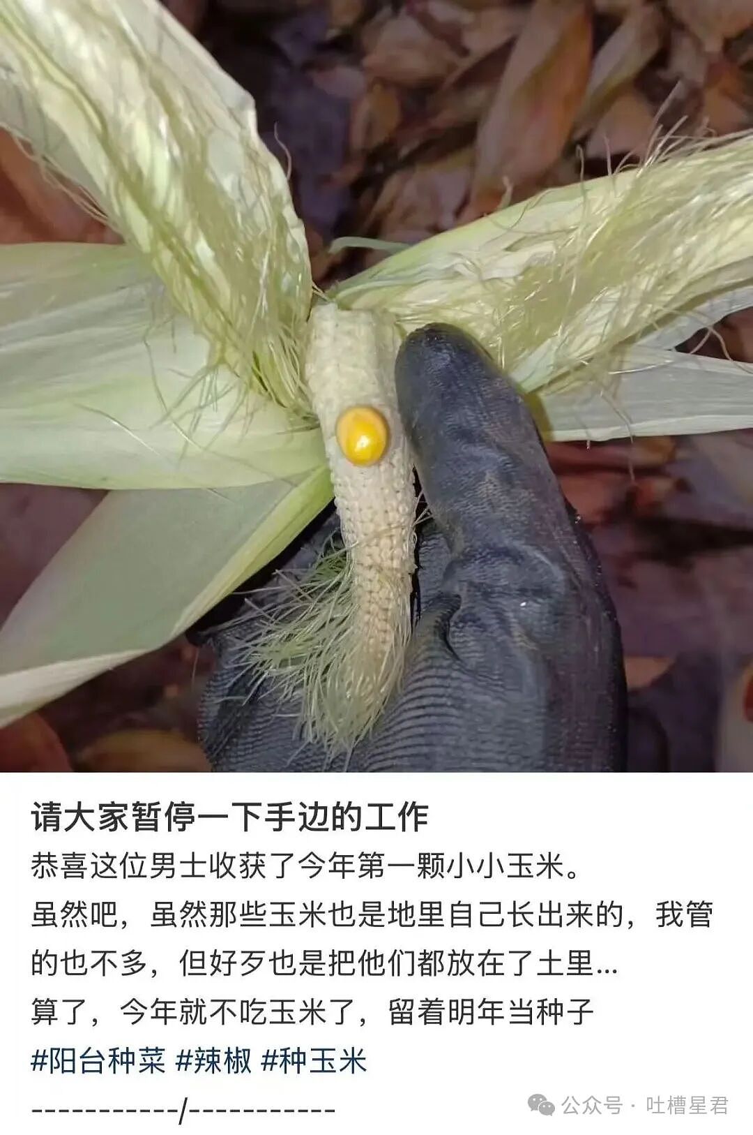 【爆笑】当我的父亲是位顶级‘魅魔’时…?啊啊啊大祙子你说的是中文吗(组图) - 38
