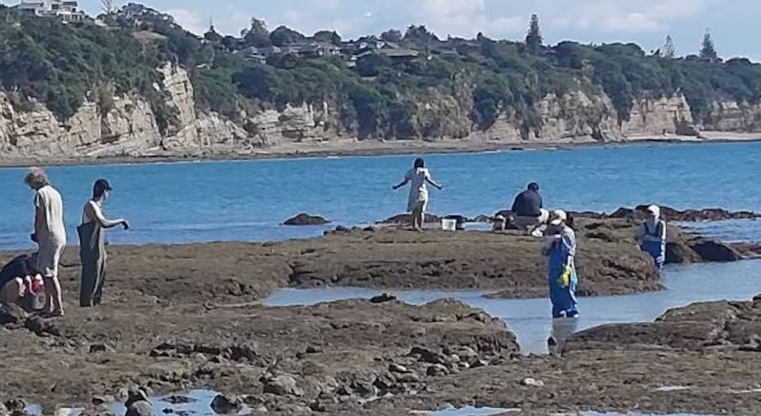 新西兰华人赶海遭大规模抗议！“他们都带着工具，成百上千人捞走海星和贝类！”专家警告生态面临压力（组图） - 7