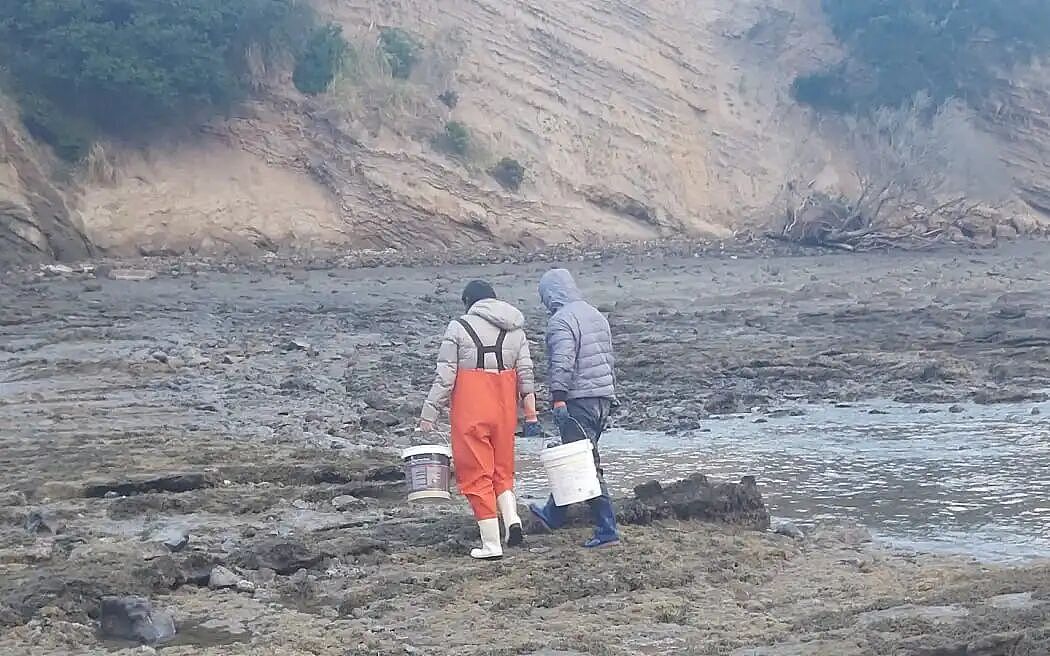 新西兰华人赶海遭大规模抗议！“他们都带着工具，成百上千人捞走海星和贝类！”专家警告生态面临压力（组图） - 6