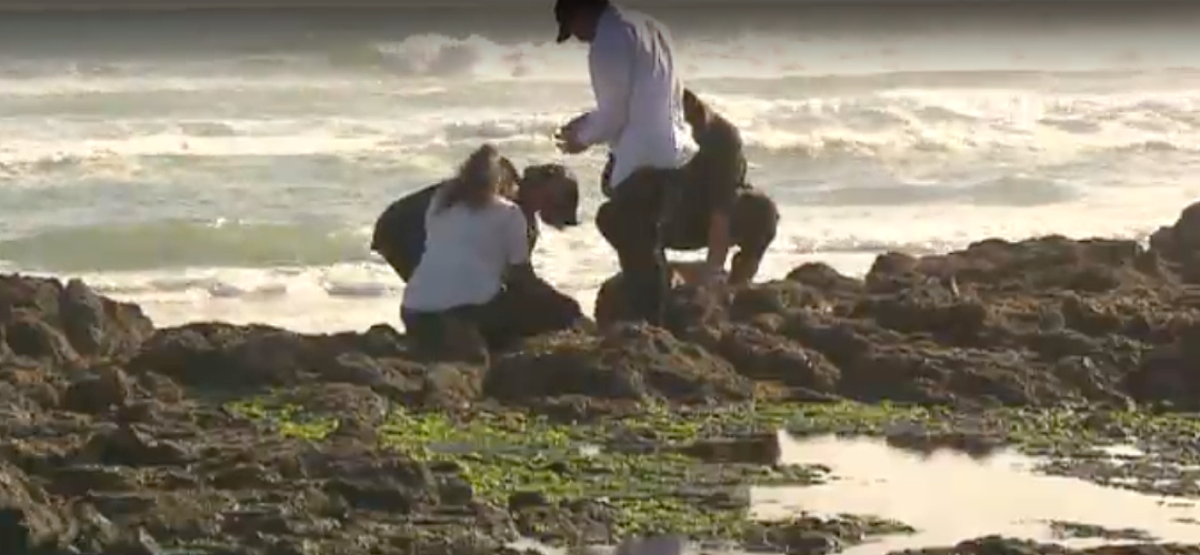 新西兰华人赶海遭大规模抗议！“他们都带着工具，成百上千人捞走海星和贝类！”专家警告生态面临压力（组图） - 8