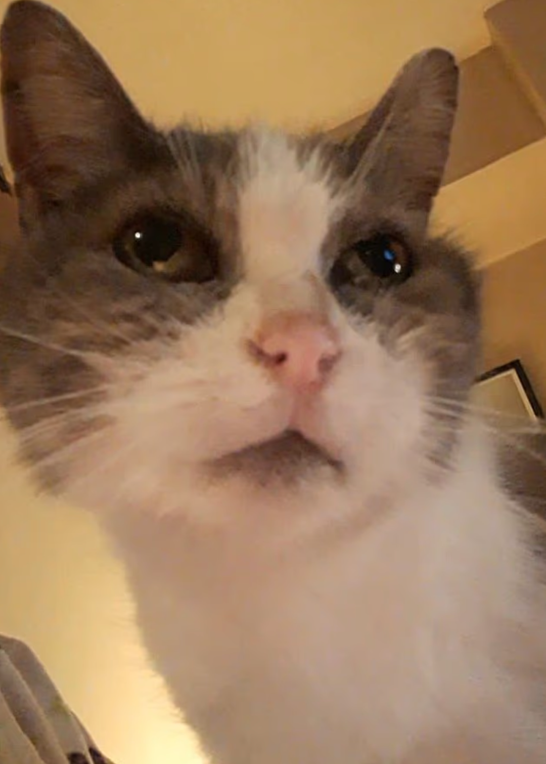 【宠物】心爱猫猫去世,他将猫猫送去冷冻,期待能和它一起“复活”...(组图) - 5