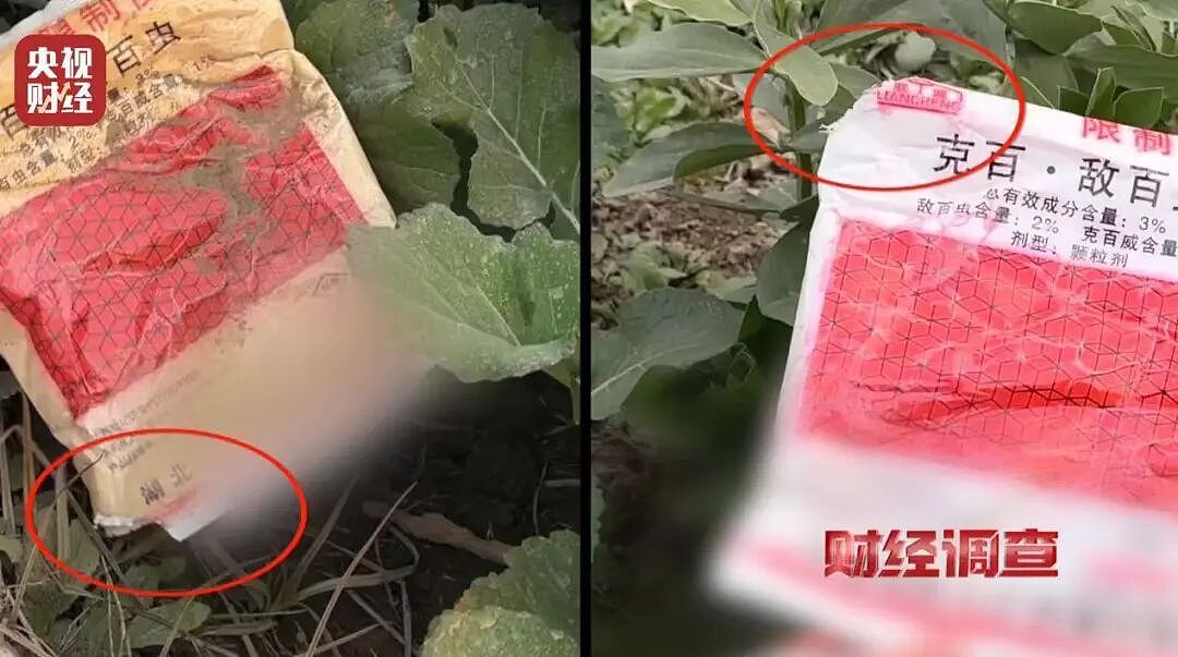 央视曝光湖北菜商违规使用含毒农药，村民：味道大受不了，只有晚上打药，我们基本都不吃（组图） - 2