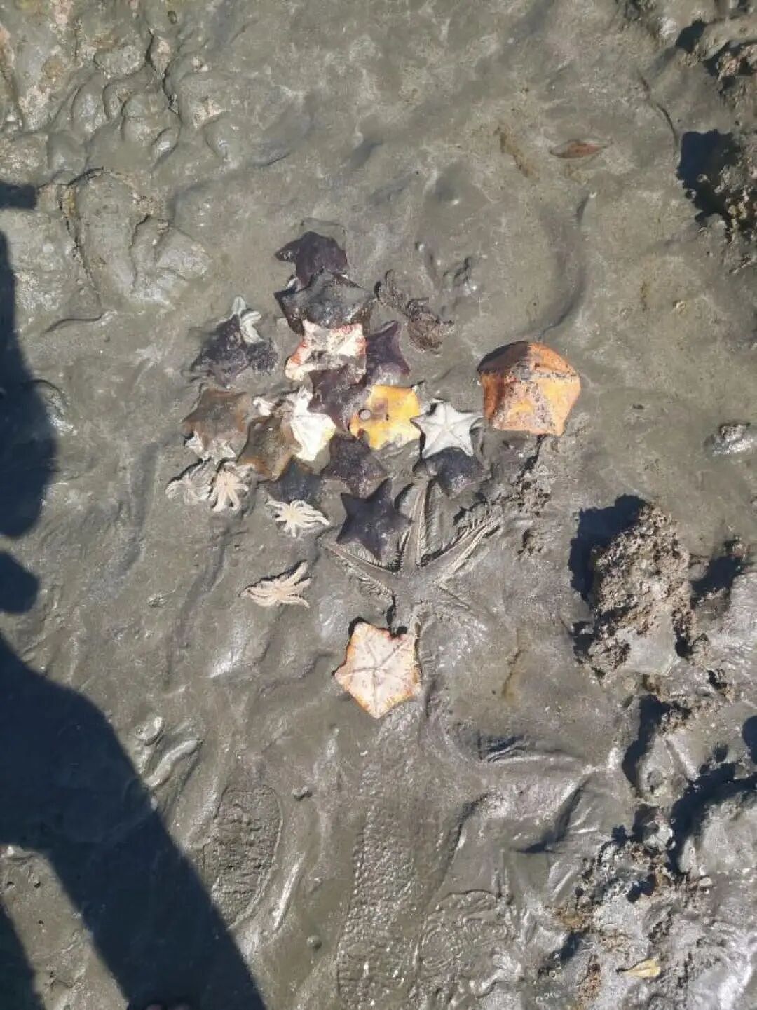 “华人被针对了!”新西兰爆发抗议,抵制“掠夺式赶海”,小红书“赶海贴”成证据(组图) - 31