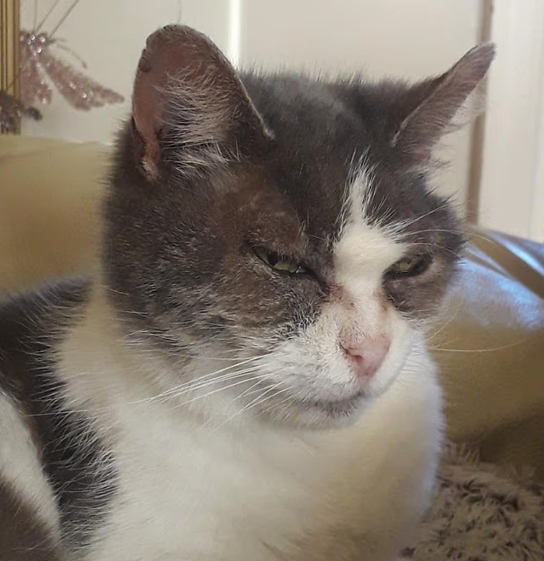 【宠物】心爱猫猫去世,他将猫猫送去冷冻,期待能和它一起“复活”...(组图) - 2