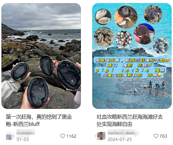 “华人被针对了!”新西兰爆发抗议,抵制“掠夺式赶海”,小红书“赶海贴”成证据(组图) - 16
