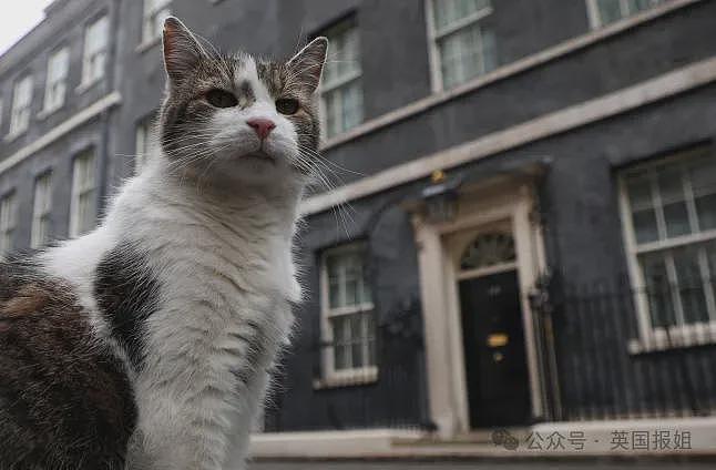 英首席捕鼠官19岁大寿!熬走5任首相称霸唐宁街,网友:该它竞选(组图) - 4