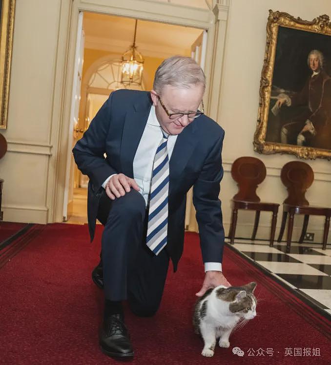 英首席捕鼠官19岁大寿!熬走5任首相称霸唐宁街,网友:该它竞选(组图) - 26