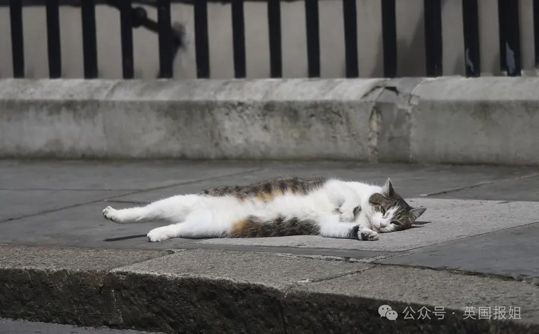 英首席捕鼠官19岁大寿!熬走5任首相称霸唐宁街,网友:该它竞选(组图) - 5