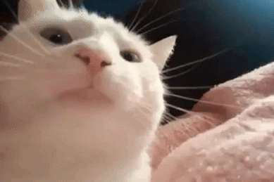 【宠物】小姐姐带猫搬去新家,猫不停叫叫叫,她刚想骂猫就看到这一幕想哭...网友:猫好,人笨(组图) - 9