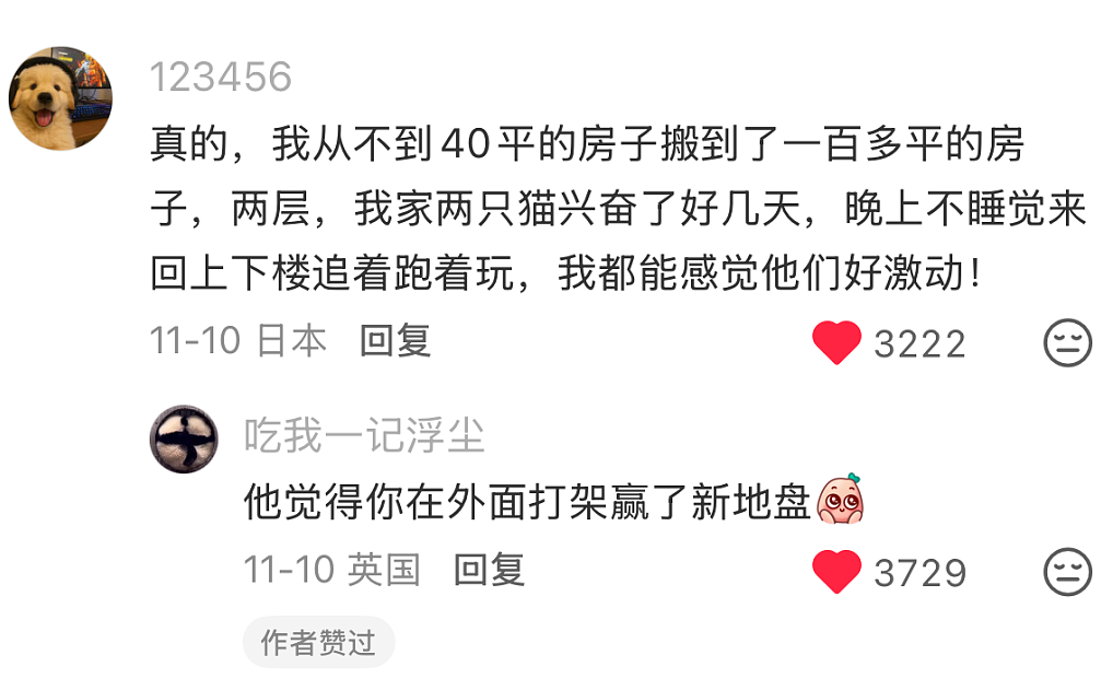 【宠物】小姐姐带猫搬去新家,猫不停叫叫叫,她刚想骂猫就看到这一幕想哭...网友:猫好,人笨(组图) - 6