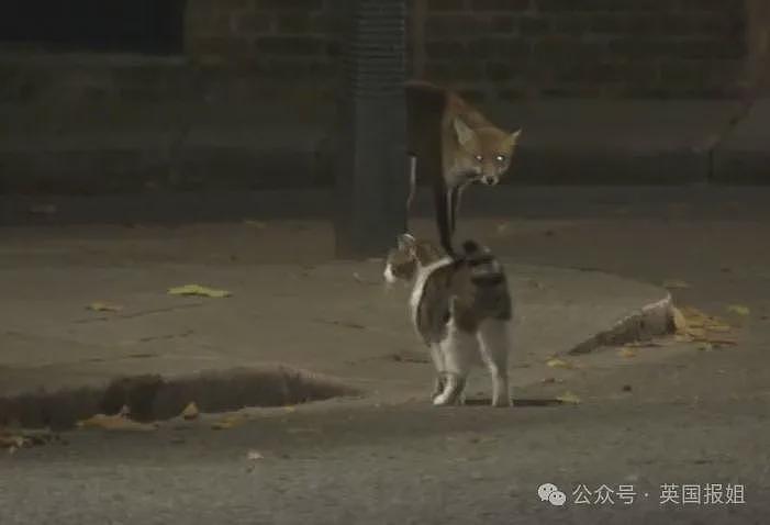 英首席捕鼠官19岁大寿!熬走5任首相称霸唐宁街,网友:该它竞选(组图) - 15