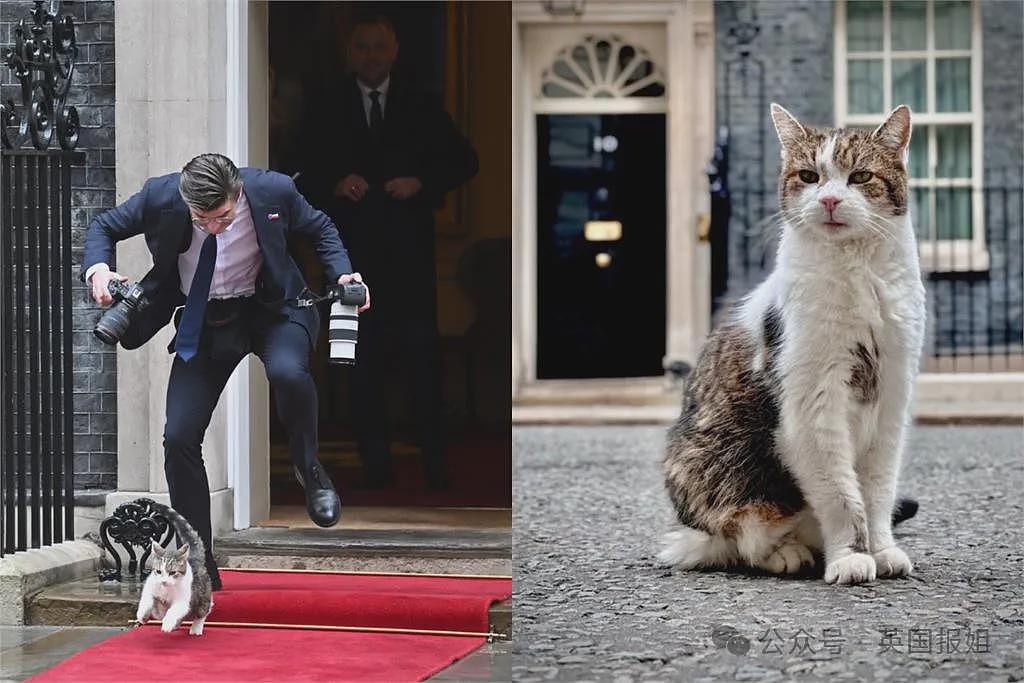 英首席捕鼠官19岁大寿!熬走5任首相称霸唐宁街,网友:该它竞选(组图) - 2
