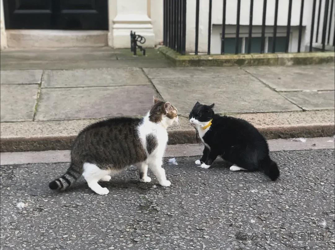 英首席捕鼠官19岁大寿!熬走5任首相称霸唐宁街,网友:该它竞选(组图) - 12
