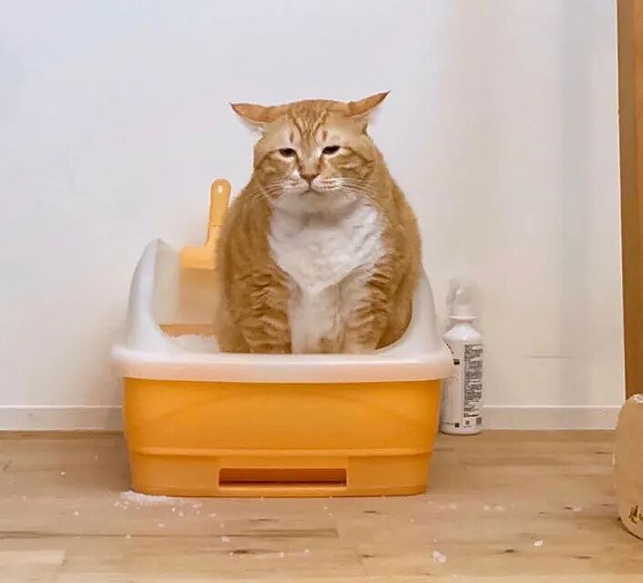 【宠物】小姐姐带猫搬去新家,猫不停叫叫叫,她刚想骂猫就看到这一幕想哭...网友:猫好,人笨(组图) - 2