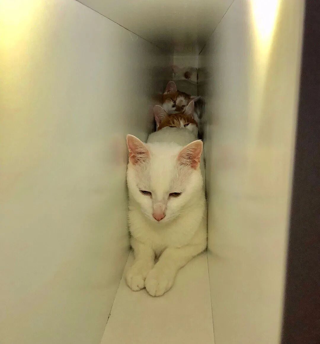 【宠物】小姐姐带猫搬去新家,猫不停叫叫叫,她刚想骂猫就看到这一幕想哭...网友:猫好,人笨(组图) - 3