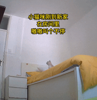 【宠物】小姐姐带猫搬去新家,猫不停叫叫叫,她刚想骂猫就看到这一幕想哭...网友:猫好,人笨(组图) - 4