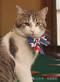 英首席捕鼠官19岁大寿!熬走5任首相称霸唐宁街,网友:该它竞选(组图) - 1