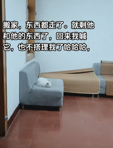 【宠物】小姐姐带猫搬去新家,猫不停叫叫叫,她刚想骂猫就看到这一幕想哭...网友:猫好,人笨(组图) - 1