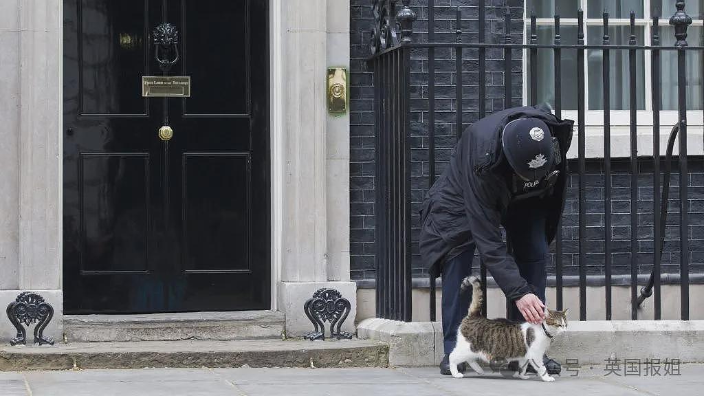 英首席捕鼠官19岁大寿!熬走5任首相称霸唐宁街,网友:该它竞选(组图) - 6