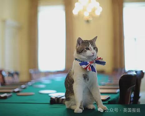 英首席捕鼠官19岁大寿!熬走5任首相称霸唐宁街,网友:该它竞选(组图) - 28