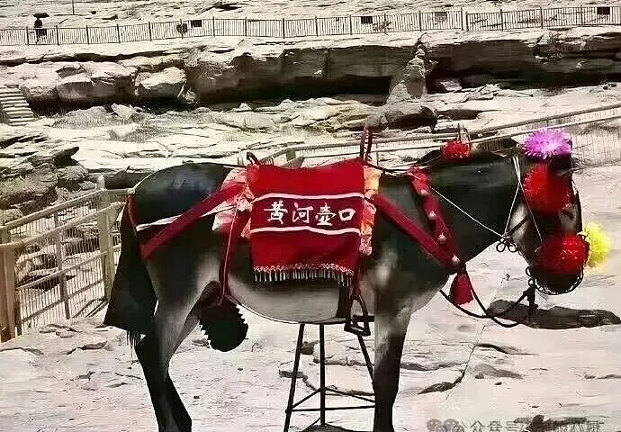 这不只是蠢货作妖,这是时代的倒退(组图) - 2