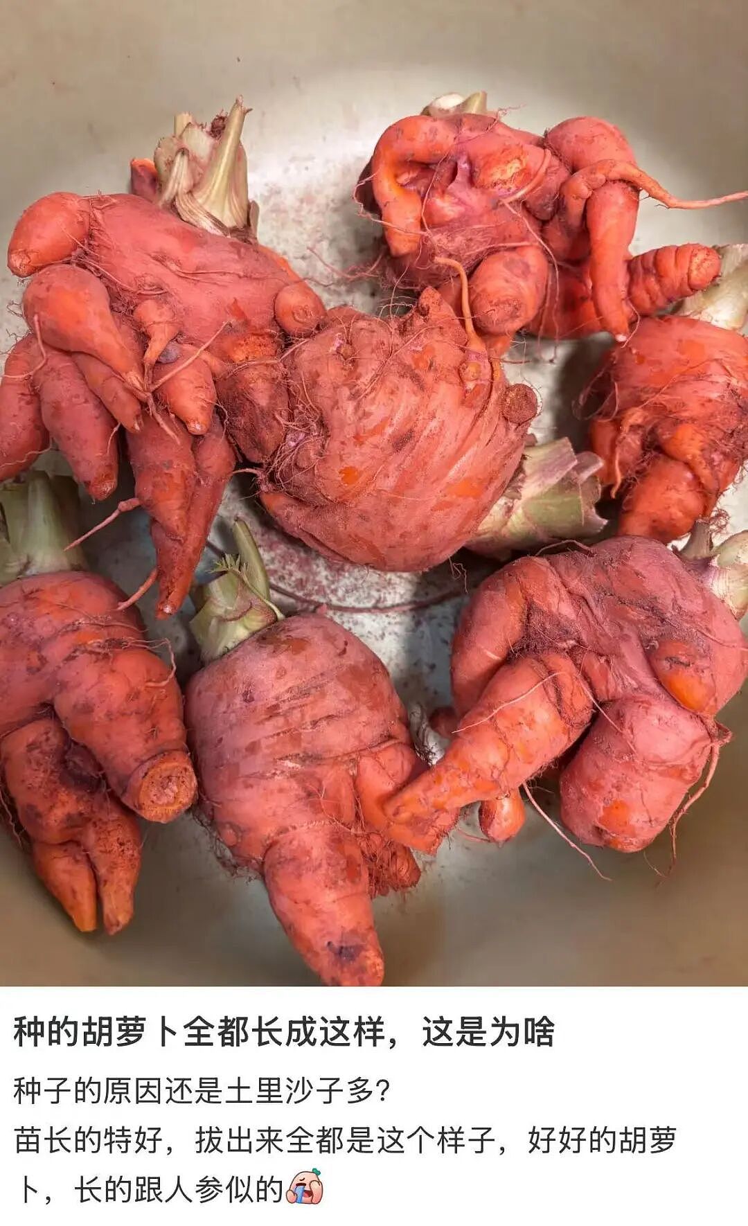 【爆笑】当我让男朋友穿女仆装给我看时…？哈哈哈嘴上拒绝身体却很诚实具像化了（组图） - 11
