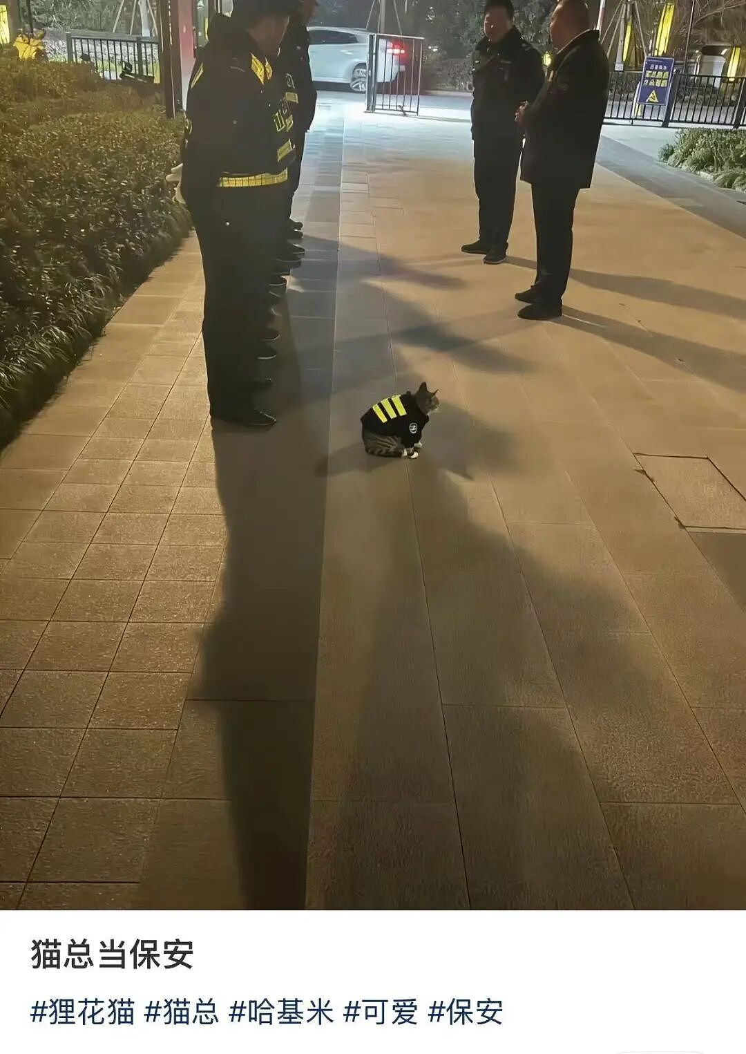 【爆笑】当我让男朋友穿女仆装给我看时…？哈哈哈嘴上拒绝身体却很诚实具像化了（组图） - 27