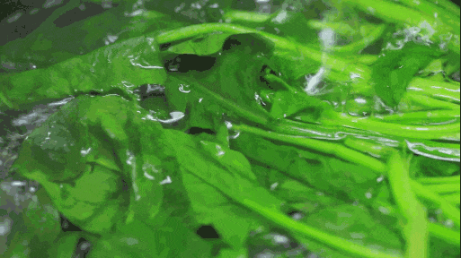 别只盯着萝卜白菜!这4种绿叶菜适合冬天吃(组图) - 3