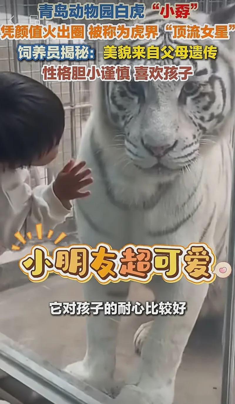 【宠物】山东一动物园白老虎“小孬”因美貌火出圈（视频/组图） - 3