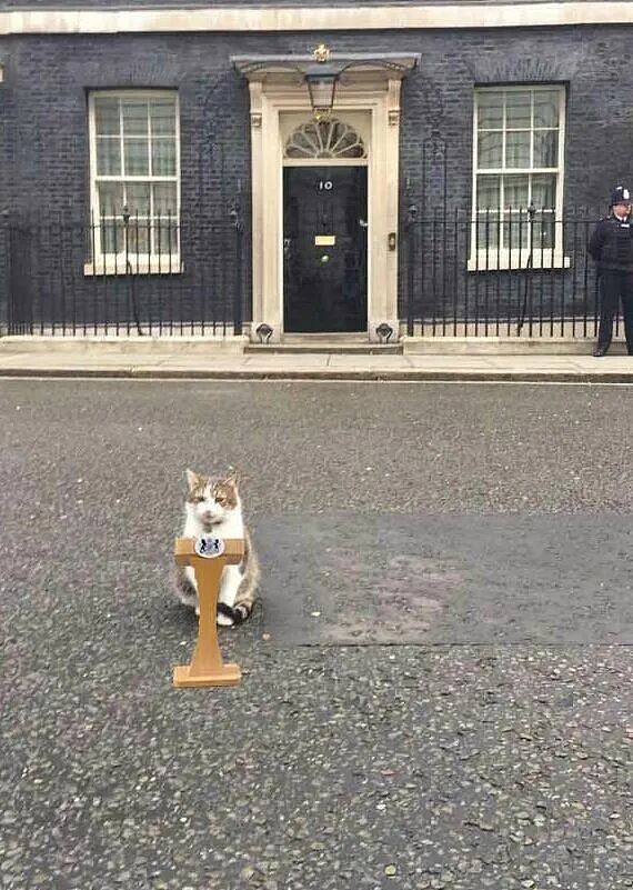 熬走五任首相，英国19岁首席捕鼠官又上热搜：咪的天，他好帅（组图） - 25