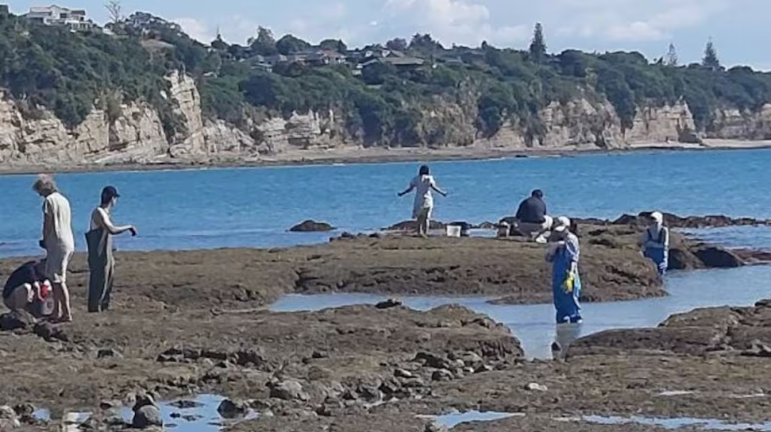 全网热议！华人被贴 “bucket people”标签！新西兰百人围滩抗议，矛头直指华人！小红书“赶海贴”竟成导火索（组图） - 2