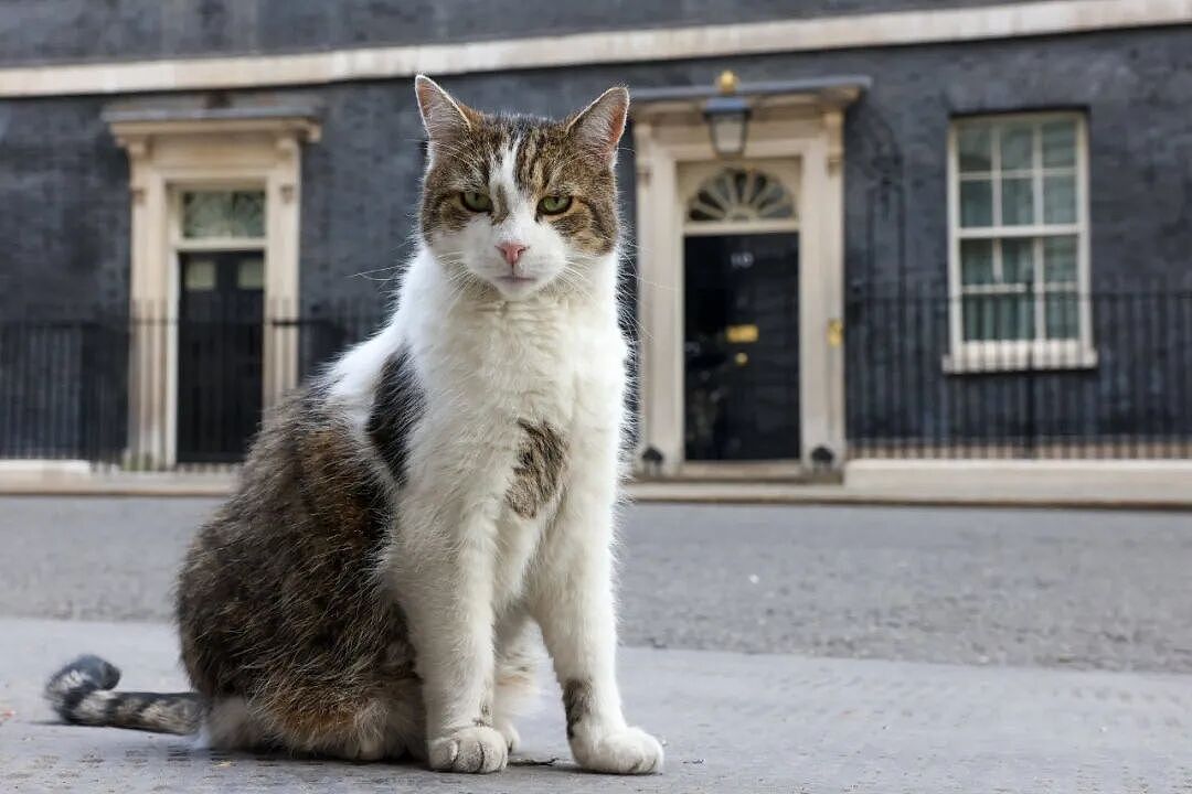 熬走五任首相，英国19岁首席捕鼠官又上热搜：咪的天，他好帅（组图） - 3