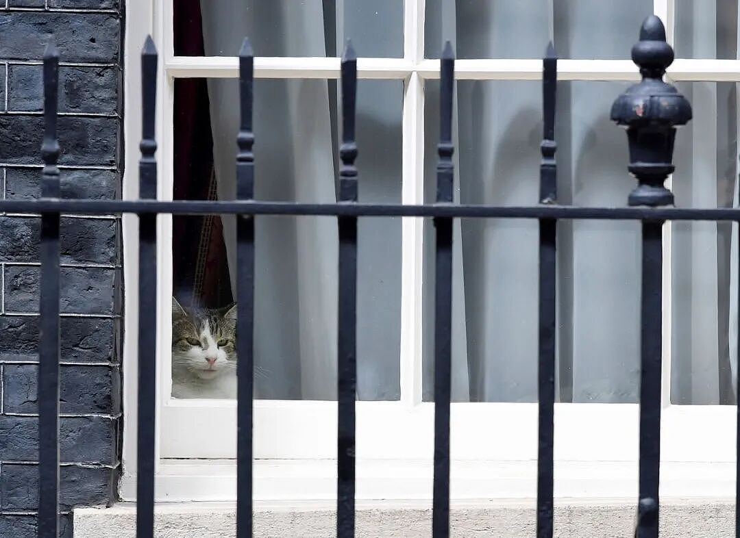 熬走五任首相，英国19岁首席捕鼠官又上热搜：咪的天，他好帅（组图） - 27