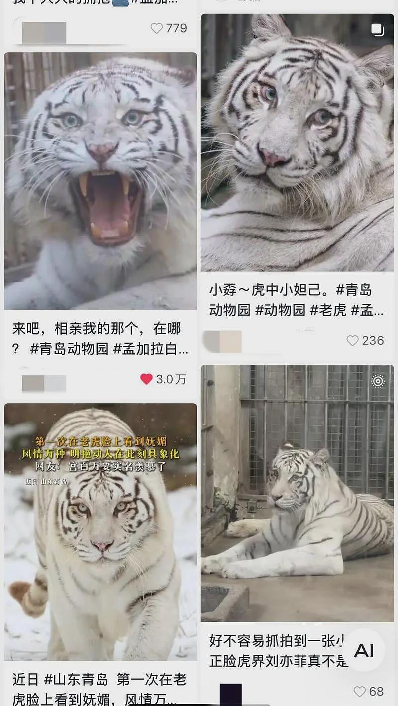 【宠物】山东一动物园白老虎“小孬”因美貌火出圈（视频/组图） - 2