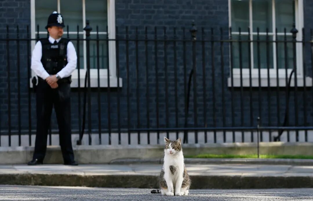 熬走五任首相，英国19岁首席捕鼠官又上热搜：咪的天，他好帅（组图） - 6