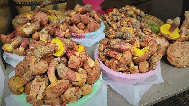 亚洲牛肝菌的致幻效应：食材背后的科学谜团（组图） - 1