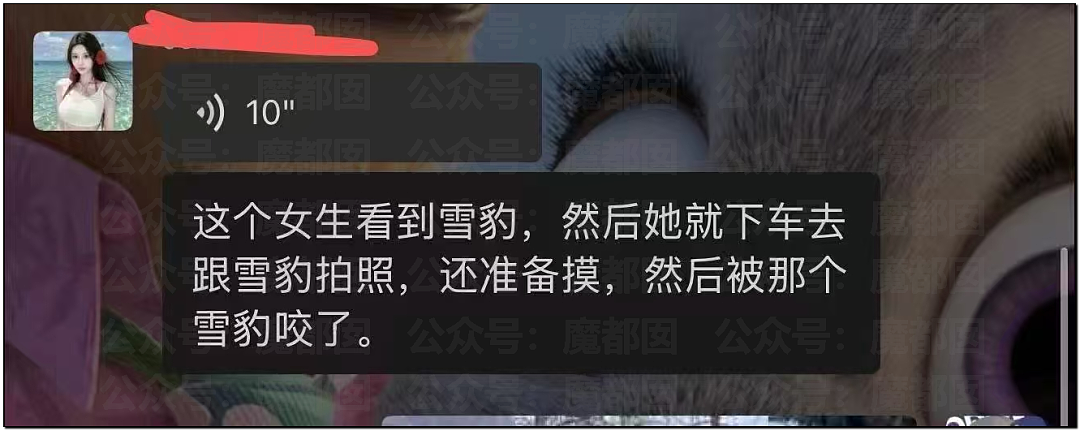 震撼！漂亮女生新疆旅游被野生雪豹撕咬，血流满面被人搀扶走出险境（视频/组图） - 2