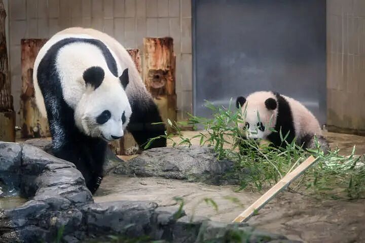 旅日大熊猫今天最后一天公开亮相,超10万人争抢参观名额!留言写满整面墙,日本将没有大熊猫(组图) - 7
