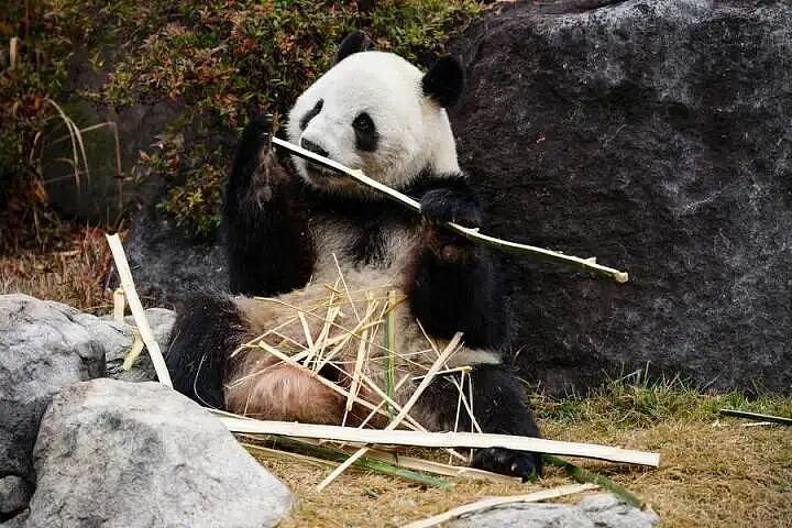 旅日大熊猫今天最后一天公开亮相,超10万人争抢参观名额!留言写满整面墙,日本将没有大熊猫(组图) - 6