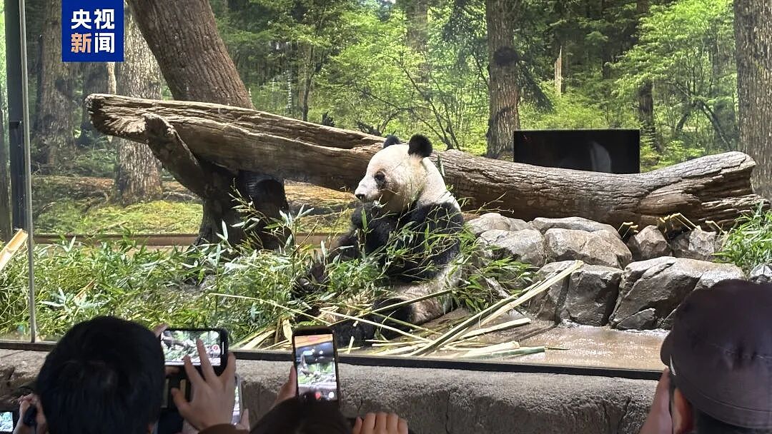 旅日大熊猫今天最后一天公开亮相,超10万人争抢参观名额!留言写满整面墙,日本将没有大熊猫(组图) - 1